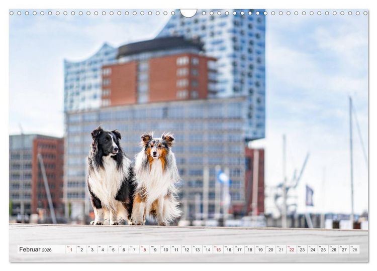 Produktbild: Hamburger Hafencity - Unterwegs mit den Shelties Finn und Louis (Wandkalender 2026 DIN A3 quer), CALVENDO Monatskalender