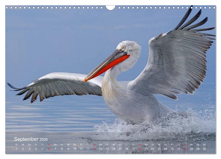 Produktbild: Pelikan-Kalender (Wandkalender 2026 DIN A3 quer), CALVENDO Monatskalender