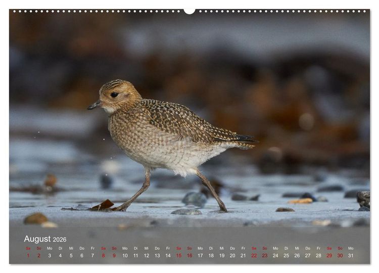 Produktbild: Wilde Vogelwelt Helgoland (hochwertiger Premium Wandkalender 2026 DIN A2 quer), Kunstdruck in Hochglanz