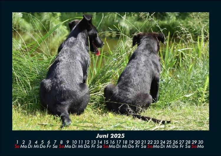 Produktbild: Hunde Kalender 2025 Fotokalender DIN A5