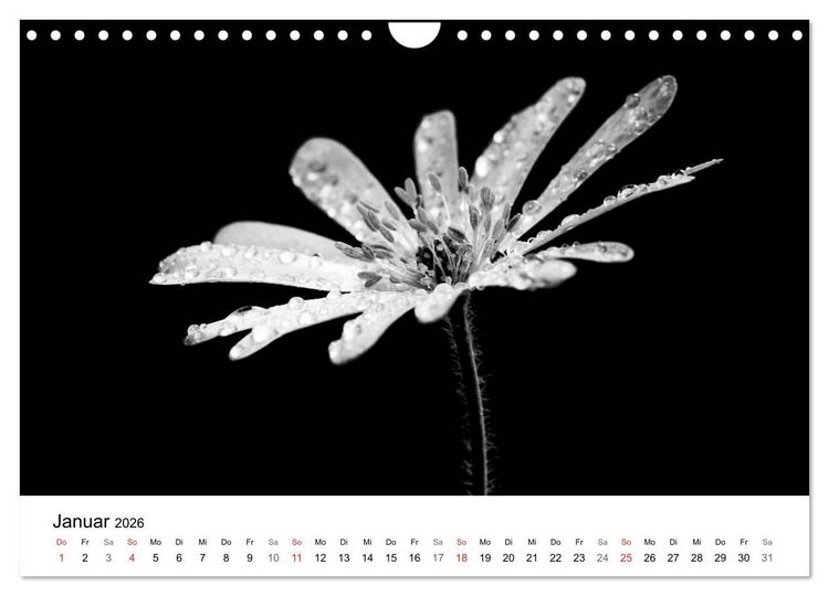 Produktbild: Blumen 2026, Schwarz-Wei&szlig; (Wandkalender 2026 DIN A4 quer), CALVENDO Monatskalender