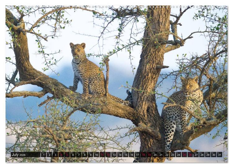 Produktbild: Leopards in the wild (High Quality Premium Wall Calendar 2026 DIN A2 landscape),CALVENDO 12 Month Wall Calendar