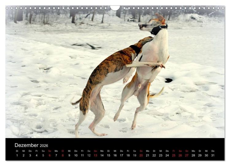Produktbild: Whippets in Aktion (Wandkalender 2026 DIN A3 quer), CALVENDO Monatskalender