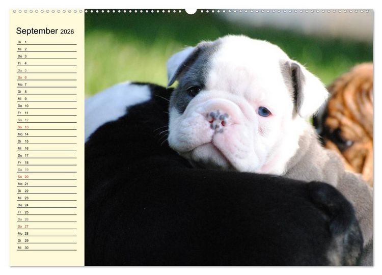 Produktbild: Bulldoggen-Moppelchen (Wandkalender 2026 DIN A2 quer), CALVENDO Monatskalender