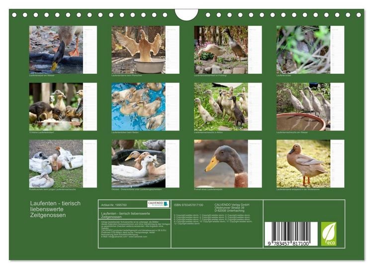 Produktbild: Laufenten - tierisch liebenswerte Zeitgenossen (Wandkalender 2026 DIN A4 quer), CALVENDO Monatskalender