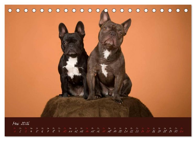Produktbild: Franz&ouml;sische Bulldoggen (Tischkalender 2026 DIN A5 quer), CALVENDO Monatskalender