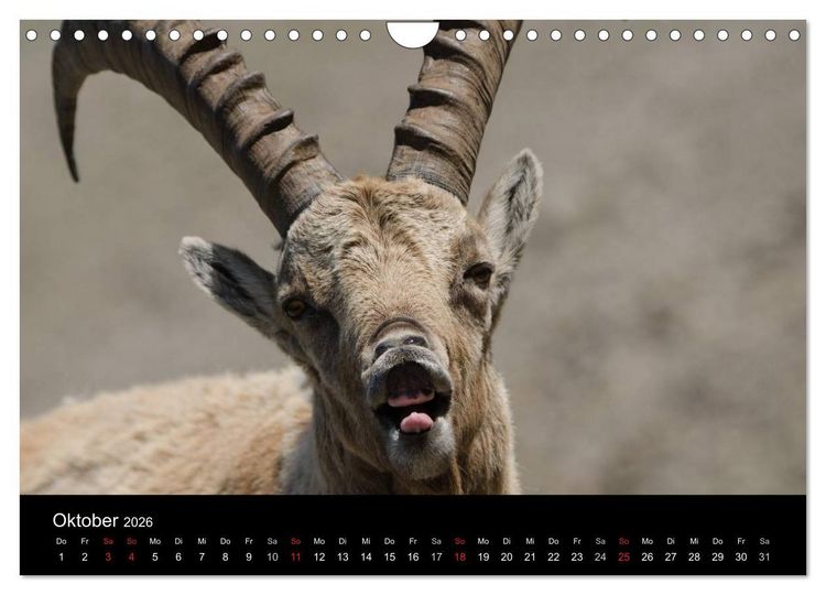 Produktbild: Steinwild in den Schweizer Voralpen (Wandkalender 2026 DIN A4 quer), CALVENDO Monatskalender