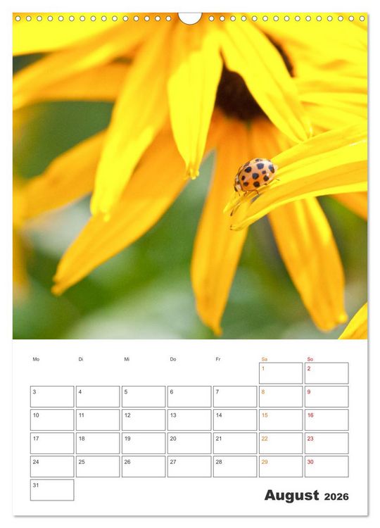 Produktbild: Kleines Gl&uuml;ck ganz gro&szlig;: Marienk&auml;fer! (Wandkalender 2026 DIN A3 hoch), CALVENDO Monatskalender