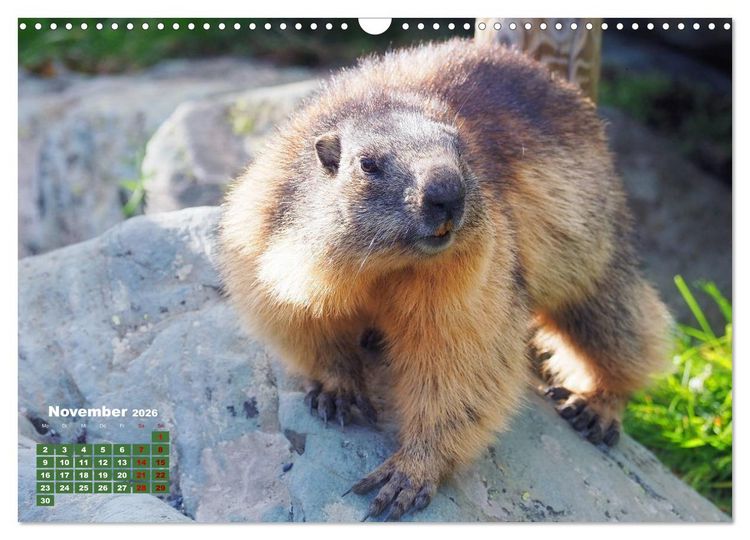 Produktbild: Gro&szlig;glockner wundersch&ouml;ne Berg- und Tierwelt (Wandkalender 2026 DIN A3 quer), CALVENDO Monatskalender