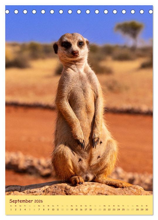 Produktbild: Erdm&auml;nnchen - Eine Kolonie in der Kalahari (Tischkalender 2026 DIN A5 hoch), CALVENDO Monatskalender