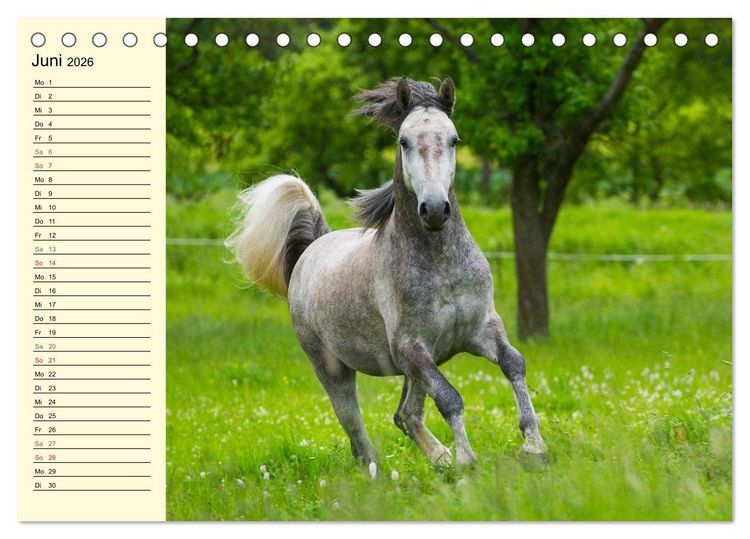 Produktbild: Traumpferd Lipizzaner (Tischkalender 2026 DIN A5 quer), CALVENDO Monatskalender