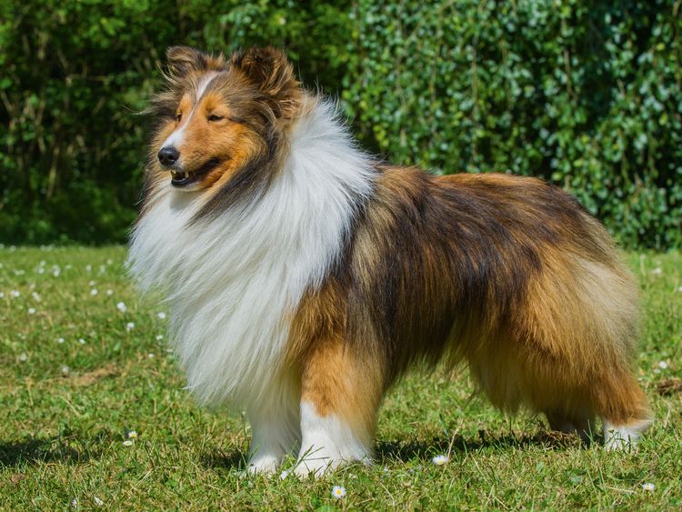 Produktbild: CALVENDO Puzzle Sheltie - ein Traum von einem R&uuml;den 1000 Teile Lege-Gr&ouml;&szlig;e 64 x 48 cm Foto-Puzzle Bild von Sigrid Starick