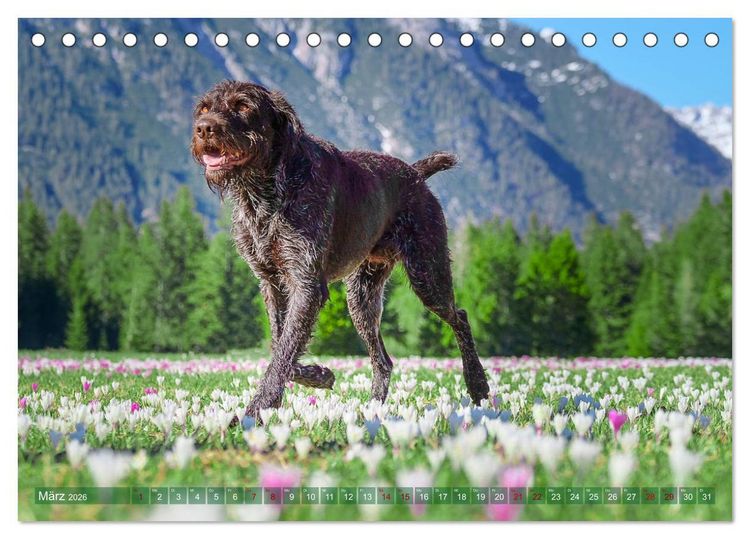 Produktbild: Deutsch Drahthaar - Ein Jahr mit Max (Tischkalender 2026 DIN A5 quer), CALVENDO Monatskalender