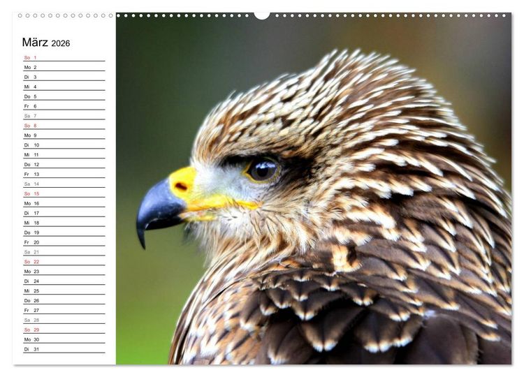 Produktbild: Greifv&ouml;gel, Eulen und K&auml;uze (hochwertiger Premium Wandkalender 2026 DIN A2 quer), Kunstdruck in Hochglanz
