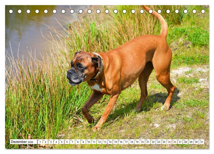 Produktbild: Muskelprotz Boxer (Tischkalender 2026 DIN A5 quer), CALVENDO Monatskalender