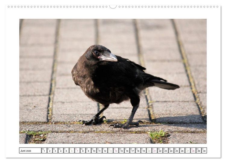 Produktbild: Rabenhafte Augenblicke (hochwertiger Premium Wandkalender 2026 DIN A2 quer), Kunstdruck in Hochglanz