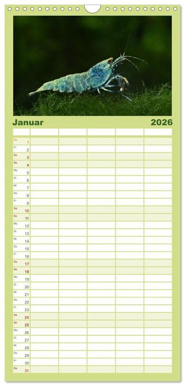 Produktbild: Familienplaner 2026 - Dwarf Shrimps - kleine Garnelen mit 5 Spalten (Wandkalender, 21 x 45 cm) CALVENDO