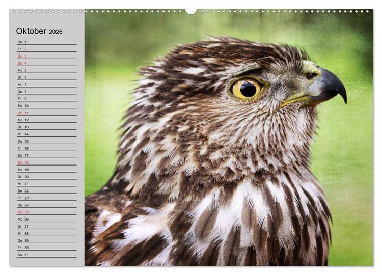 Produktbild: Falken und Greifv&ouml;gel - Edle J&auml;ger (hochwertiger Premium Wandkalender 2026 DIN A2 quer), Kunstdruck in Hochglanz