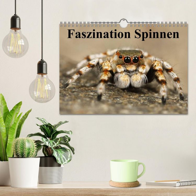 Produktbild: Faszination Spinnen (Wandkalender 2026 DIN A4 quer), CALVENDO Monatskalender