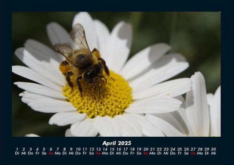 Produktbild: Bien 2025 Fotokalender DIN A4