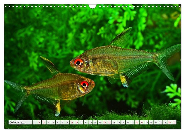 Produktbild: Beliebte Fische der Welt (Wandkalender 2027 DIN A3 quer), CALVENDO Monatskalender