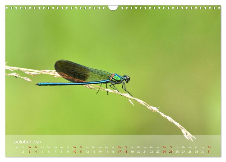 Produktbild: Oiseaux, Papillons et Libellules (Calendrier mural 2026 DIN A3 vertical), CALVENDO calendrier mensuel