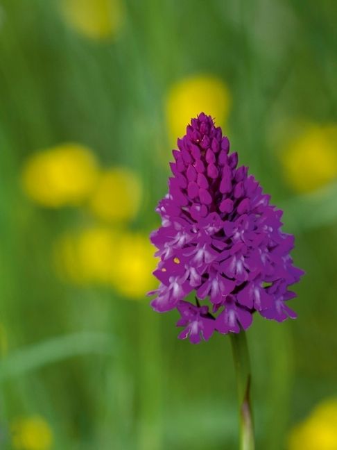 Produktbild: CALVENDO Puzzle Ein Motiv aus dem Kalender Zauber der Natur - Heimische Orchideen und Wiesenblumen | 1000 Teile Lege-Gr&ouml;&szlig;e 64x48cm Foto-Puzzle f&uuml;r gl&uuml;ckliche Stunden