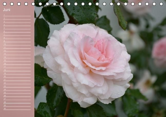 Produktbild: Zarte Sch&ouml;nheiten - Rosen (Tischkalender immerw&auml;hrend DIN A5 quer)
