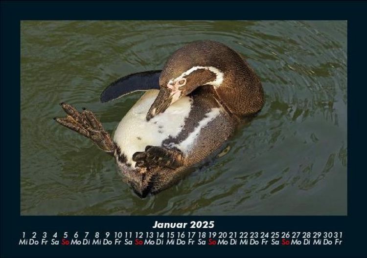 Produktbild: Pinguine & Eisb&auml;ren 2025 Fotokalender DIN A5