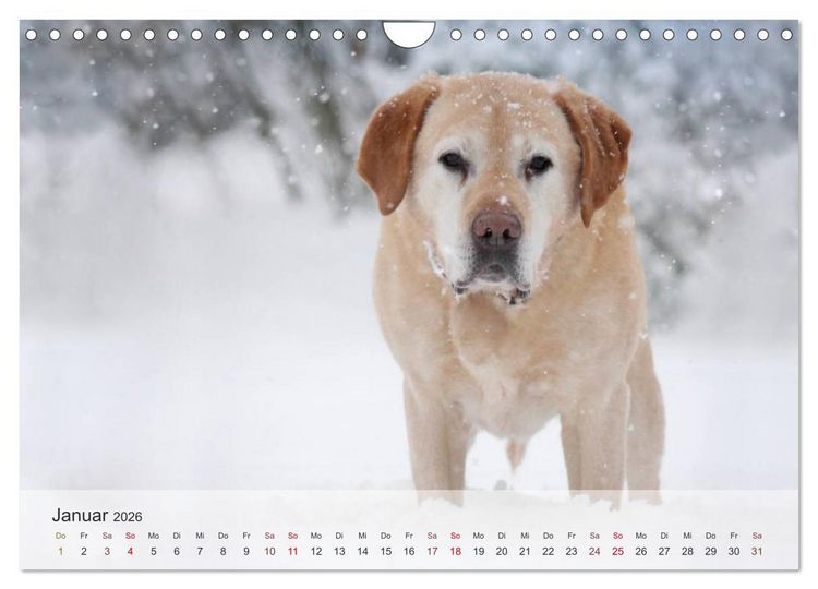 Produktbild: Hunde 2026 - Treue Begleiter (Wandkalender 2026 DIN A4 quer), CALVENDO Monatskalender