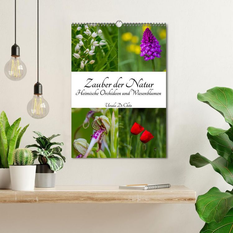 Produktbild: Zauber der Natur - Heimische Orchideen und Wiesenblumen (Wandkalender 2026 DIN A3 hoch), CALVENDO Monatskalender