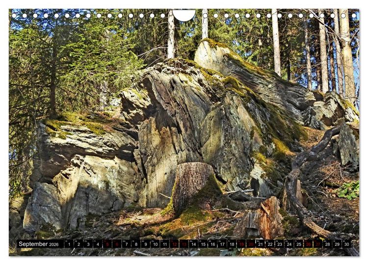 Produktbild: Naturwunder Wald (Wandkalender 2026 DIN A4 quer), CALVENDO Monatskalender