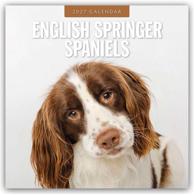 Produktbild: English Springer Spaniels &ndash; Englisch Springer Spaniels 2027 &ndash; 16-Monatskalender