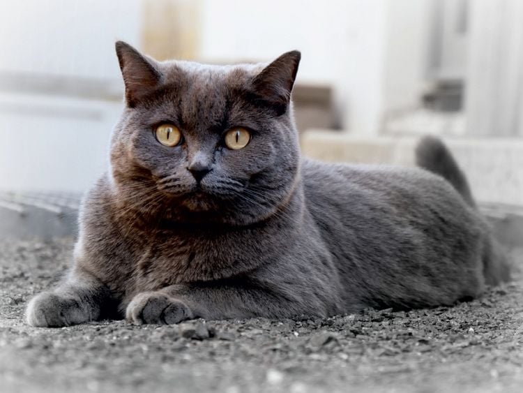 Produktbild: Britischkurzhaar-Katze. Ein Motiv aus dem Kalender`"Graue Engel" (Puzzle)