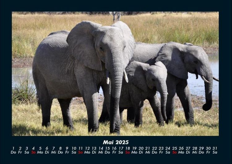 Produktbild: Elefanten 2025 Fotokalender DIN A4