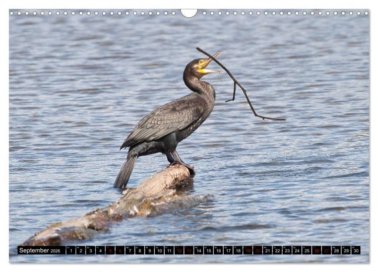 Produktbild: Der Kormoran - Ein intelligenter Fischj&auml;ger (Wandkalender 2026 DIN A3 quer), CALVENDO Monatskalender