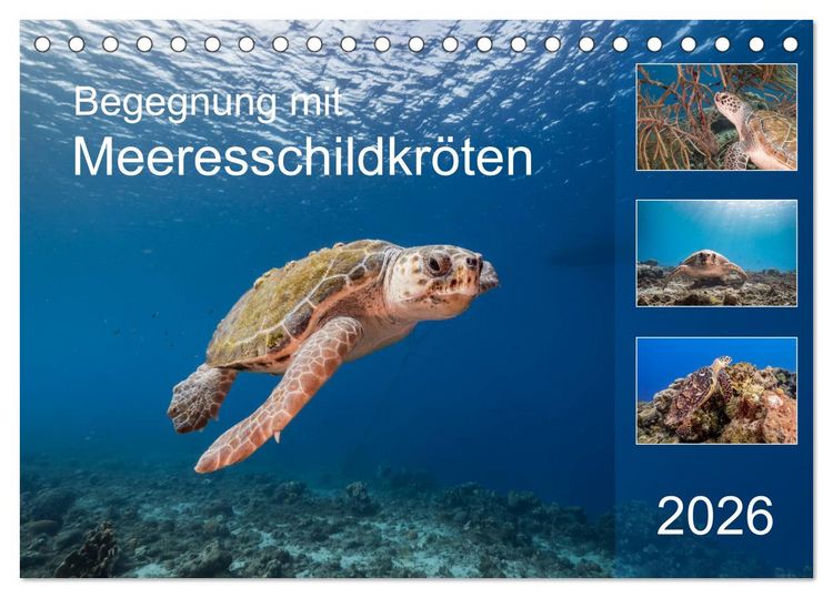 Produktbild: Begegnung mit Meeresschildkr&ouml;ten (Tischkalender 2026 DIN A5 quer), CALVENDO Monatskalender
