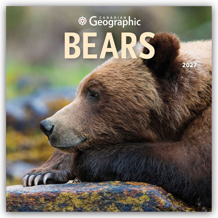 Produktbild: Bears &ndash; B&auml;ren 2027 &ndash; 16-Monatskalender