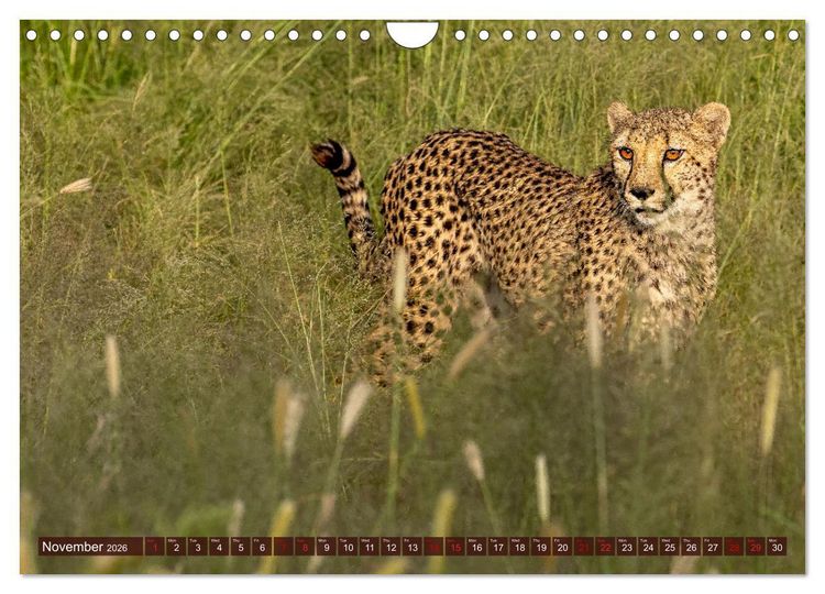Produktbild: Amazing Cheetahs (Wall Calendar 2026 DIN A4 landscape), CALVENDO 12 Month Wall Calendar