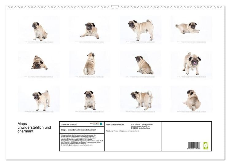 Produktbild: Mops - unwiderstehlich und charmant (Wandkalender 2026 DIN A2 quer), CALVENDO Monatskalender