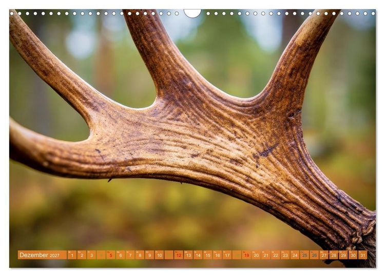 Produktbild: Elche und B&auml;ren in Alaska (Wandkalender 2027 DIN A3 quer), CALVENDO Monatskalender