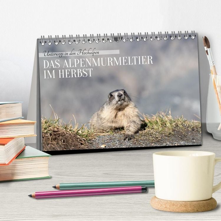 Produktbild: Unterwegs in den Hochalpen - Das Alpenmurmeltier im Herbst (Tischkalender 2026 DIN A5 quer), CALVENDO Monatskalender