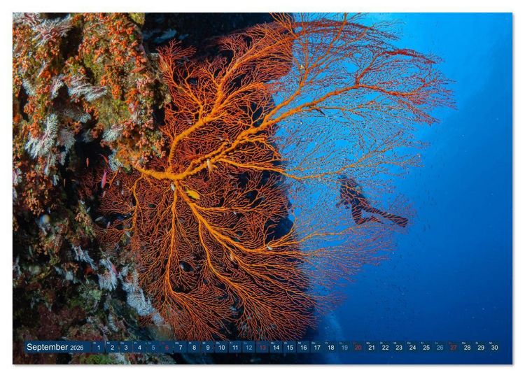 Produktbild: Unterwasserwelt Christmas Island (Tischkalender 2026 DIN A5 quer), CALVENDO Monatskalender