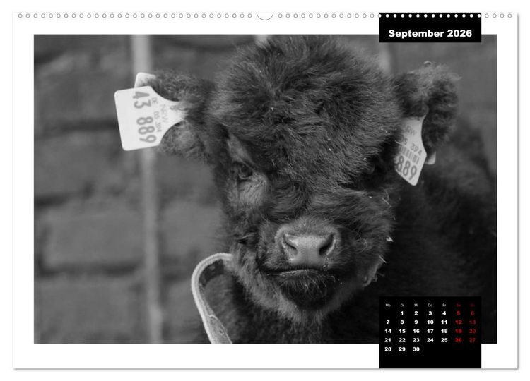Produktbild: Faszination Schottisches Hochlandrind (hochwertiger Premium Wandkalender 2026 DIN A2 quer), Kunstdruck in Hochglanz