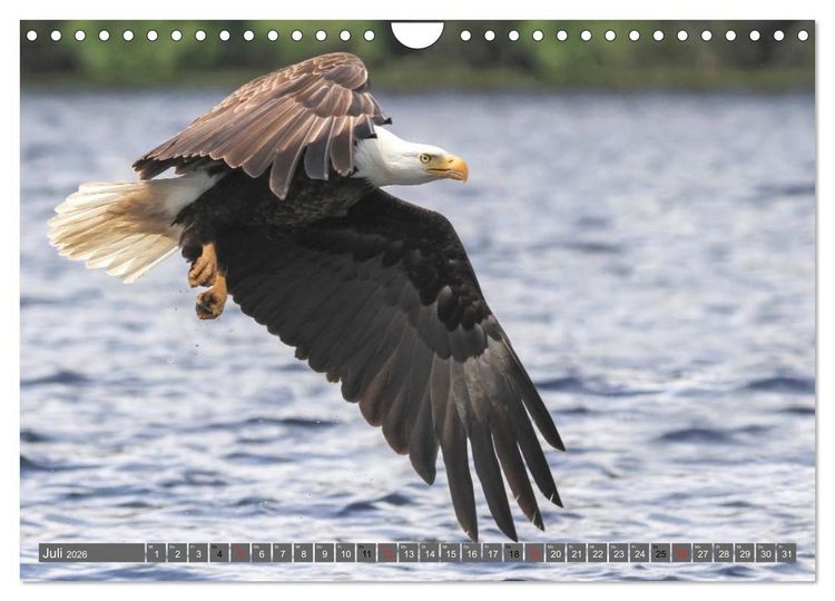 Produktbild: B&auml;r, Wolf und Co - Tiere Nordamerikas (Wandkalender 2026 DIN A4 quer), CALVENDO Monatskalender