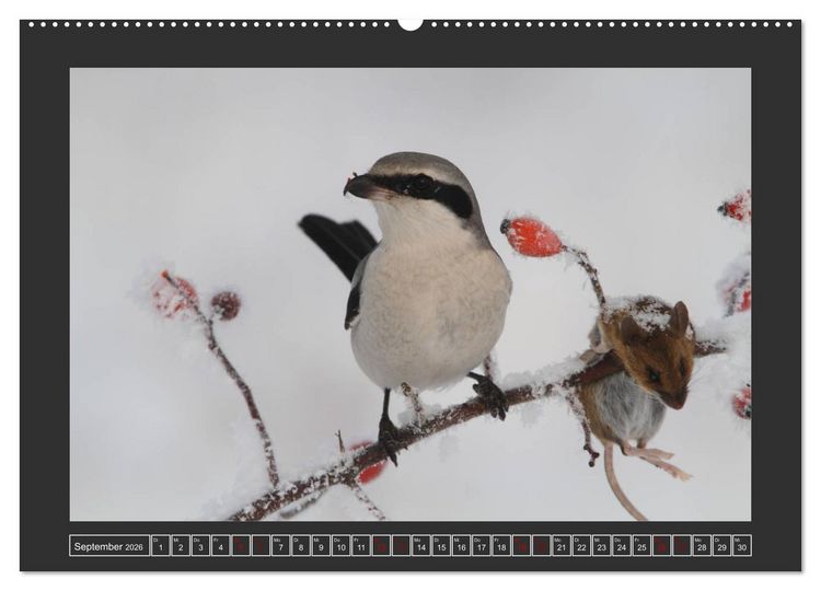 Produktbild: Winterzauber - Tiere in Eis und Schnee (Wandkalender 2026 DIN A2 quer), CALVENDO Monatskalender