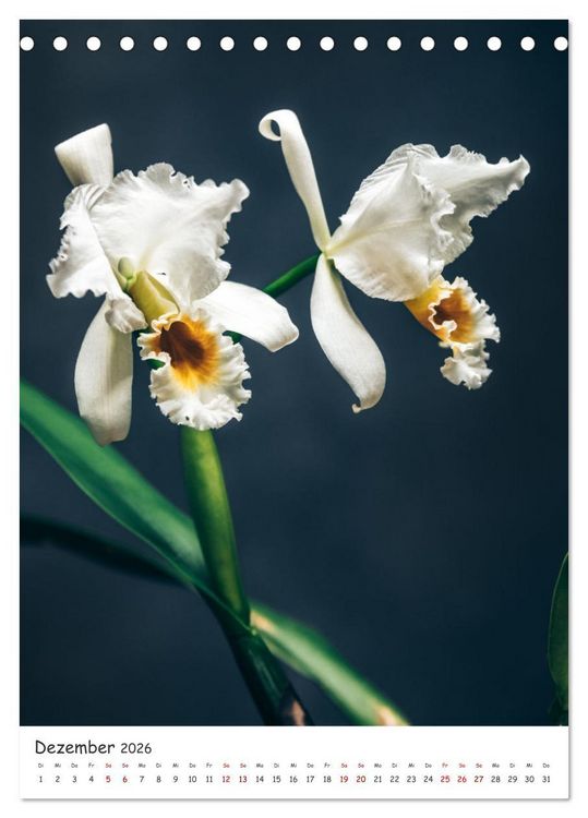 Produktbild: Orchideen Zauber (Tischkalender 2026 DIN A5 hoch), CALVENDO Monatskalender