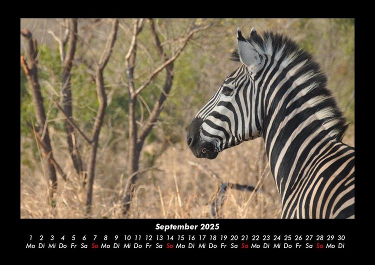 Produktbild: Zebrazauber 2025 Fotokalender DIN A3
