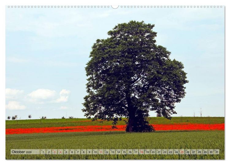Produktbild: Voll Mohn (hochwertiger Premium Wandkalender 2026 DIN A2 quer), Kunstdruck in Hochglanz