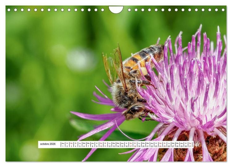 Produktbild: La vie de nos prairies - Les gu&ecirc;pes et les abeilles (Calendrier mural 2026 DIN A4 vertical), CALVENDO calendrier mensuel